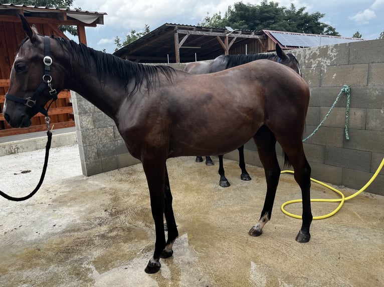 KWPN Mix Mare 1 year 14,1 hh Brown in Harka