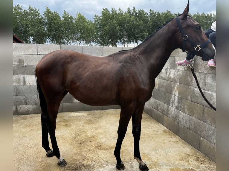 KWPN Mix Mare 1 year 14,1 hh Brown in Harka