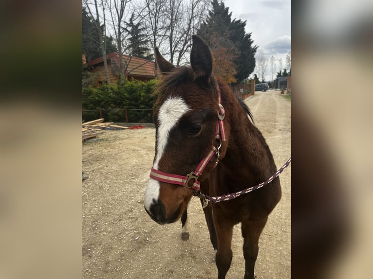 KWPN Mix Mare 1 year 14,1 hh Brown in Harka