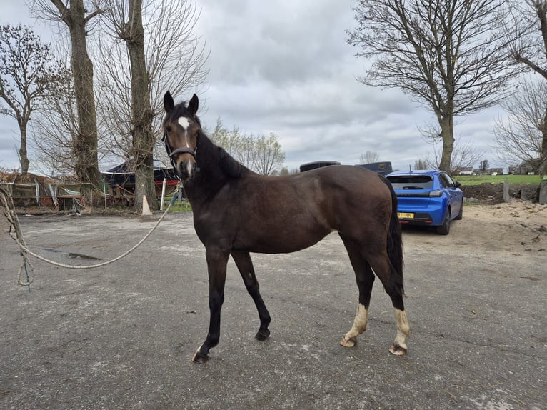 KWPN Mare 1 year 14,2 hh Bay-Dark in Woerden