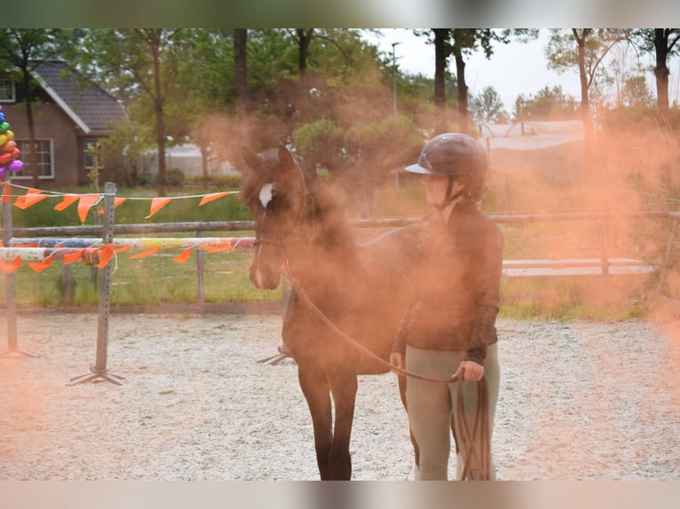 KWPN Mare 1 year 14,2 hh Bay-Dark in Woerden