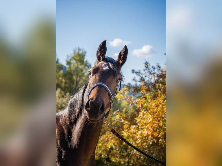 KWPN Mare 1 year 14,3 hh Brown in Jaen