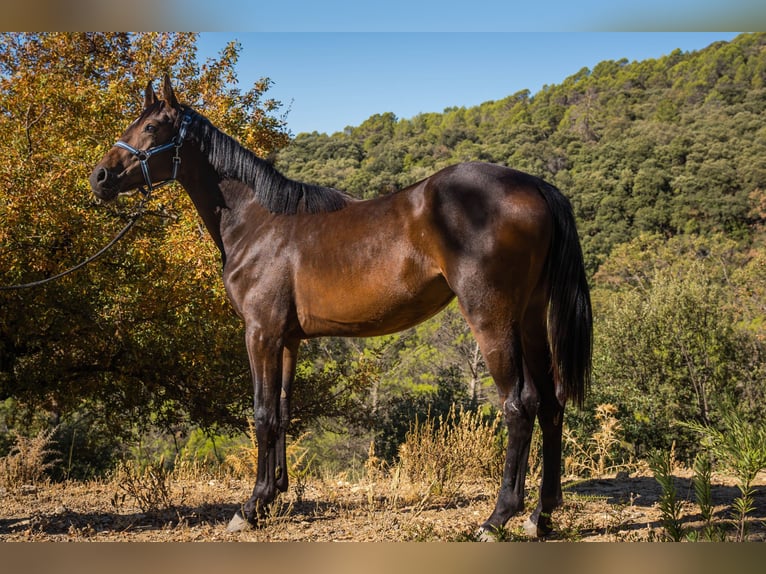 KWPN Mare 1 year 14,3 hh Brown in Jaen