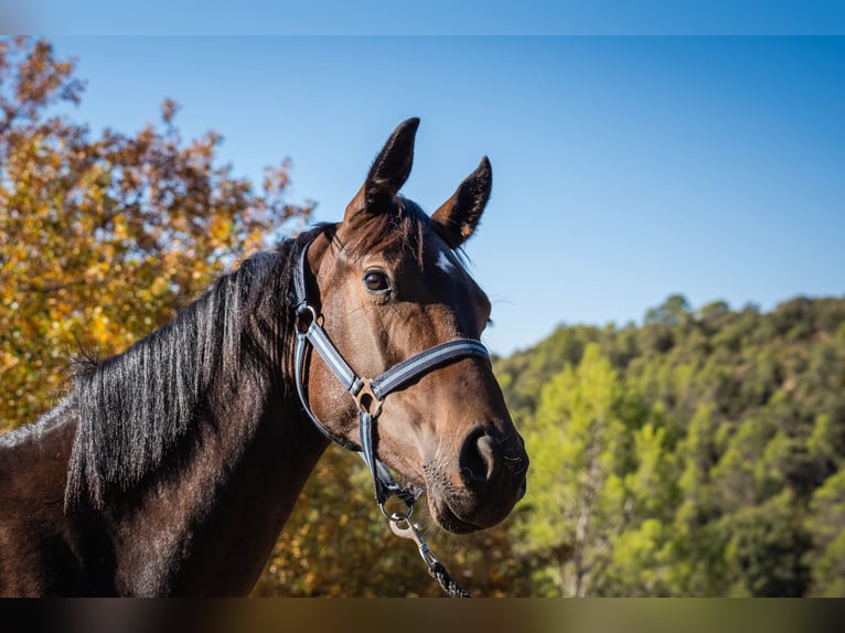 KWPN Mare 1 year 14,3 hh Brown in Jaen