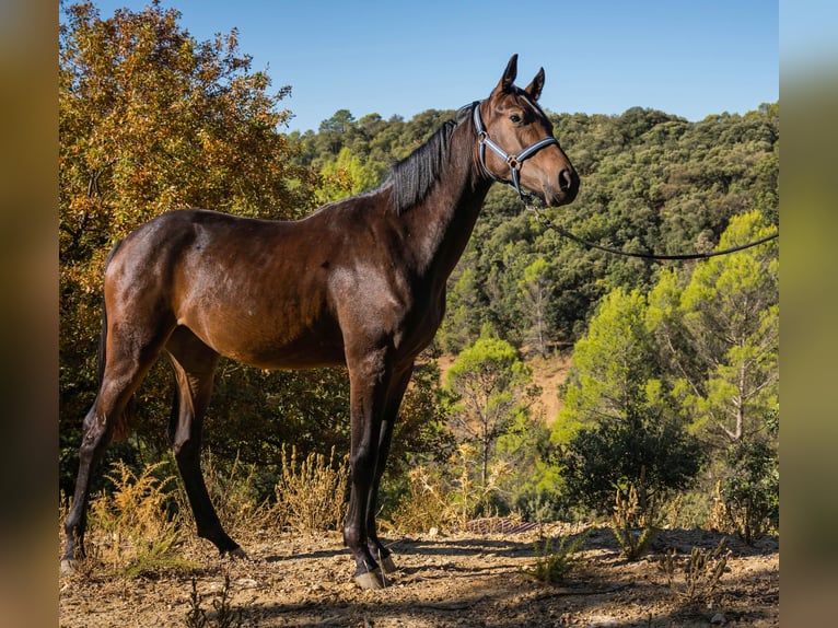 KWPN Mare 1 year 14,3 hh Brown in Jaen