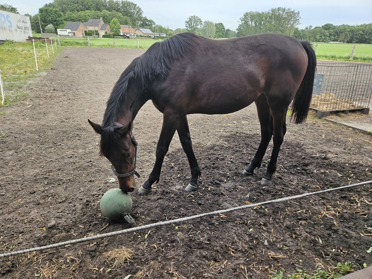 KWPN Mare 1 year 15.2 hh Brown in beerse