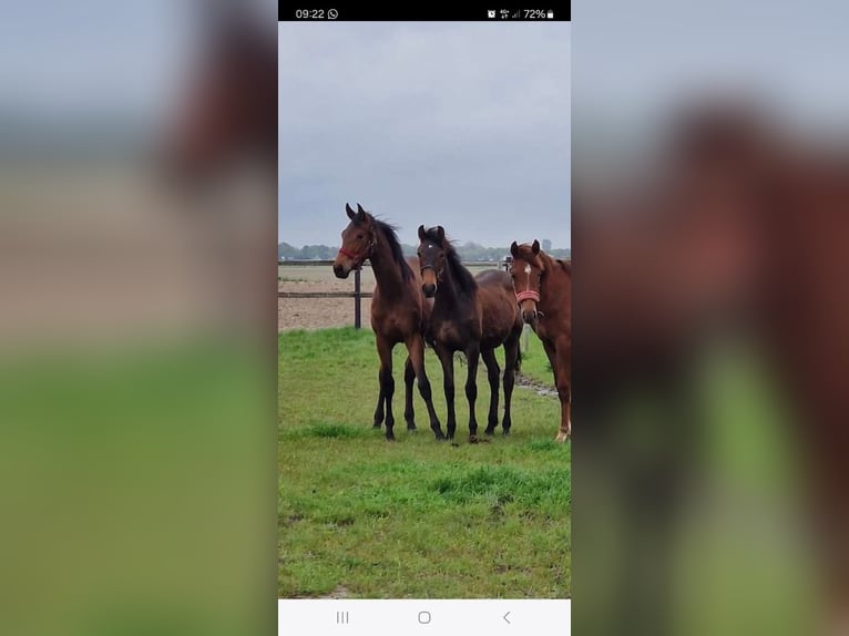 KWPN Mare 1 year 15,2 hh Brown in Sint Philipsland KWPN Mare 1 year 15,2 hh Brown in Sint Philipsland
