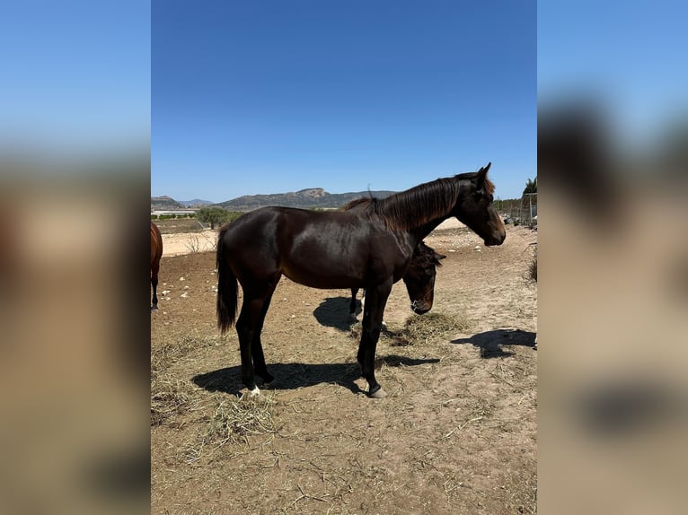 KWPN Mare 1 year 15,2 hh Bay-Dark in Pinoso