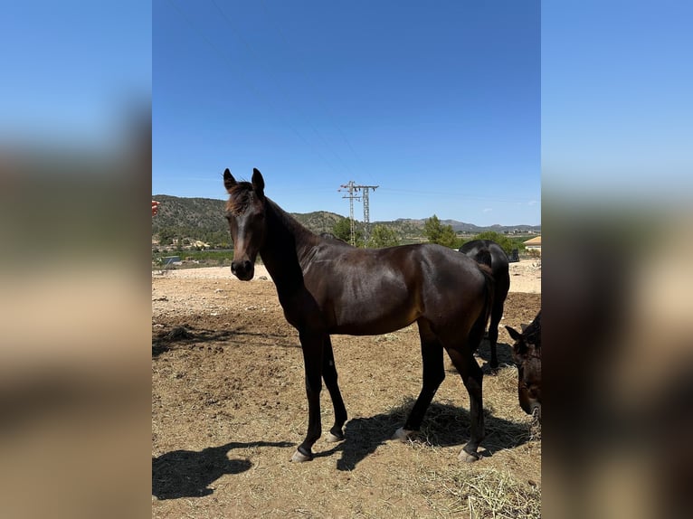 KWPN Mare 1 year 15,2 hh Bay-Dark in Pinoso