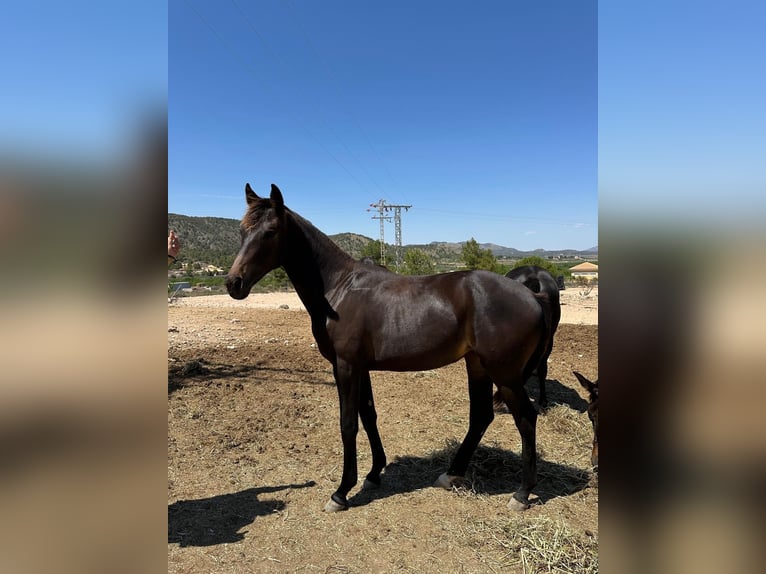 KWPN Mare 1 year 15,2 hh Bay-Dark in Pinoso