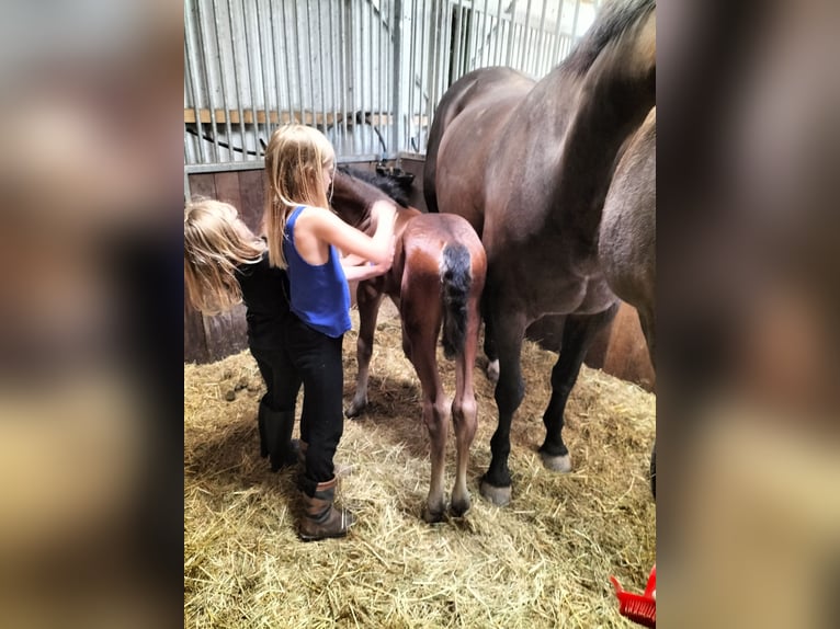 KWPN Mare 1 year 15,2 hh Brown in Keijenborg