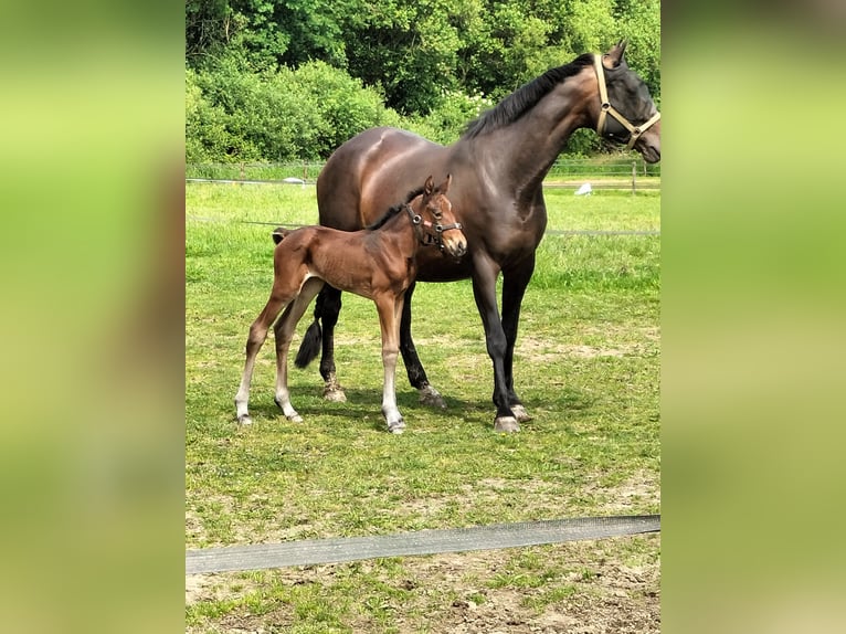 KWPN Mare 1 year 15,2 hh Brown in Keijenborg
