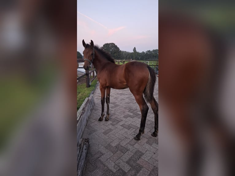 KWPN Mare 1 year 15,2 hh Brown in Keijenborg
