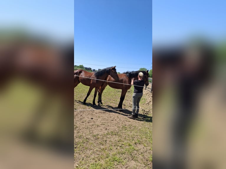 KWPN Mare 1 year 15,2 hh Brown in Keijenborg