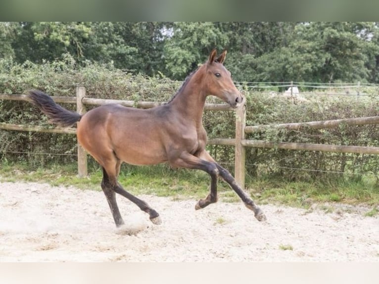 KWPN Mare 1 year 16,2 hh Bay-Dark in Lutjegast