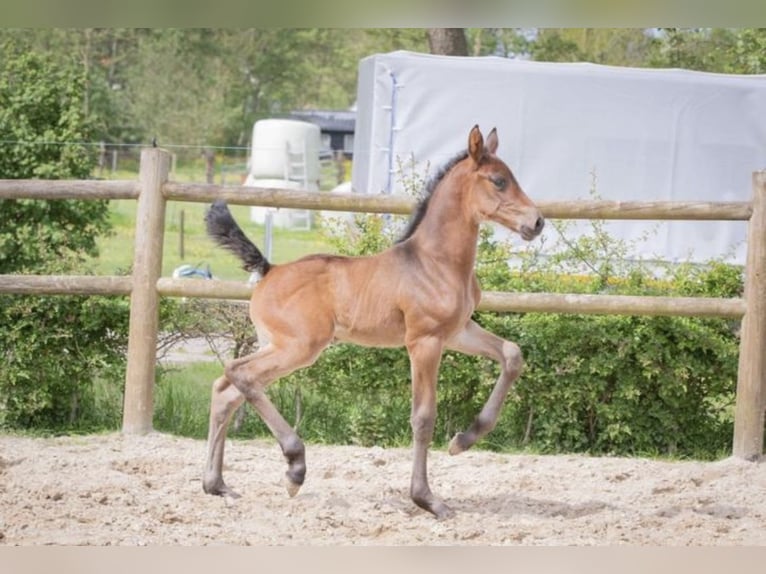 KWPN Mare 1 year 16,2 hh Bay-Dark in Lutjegast