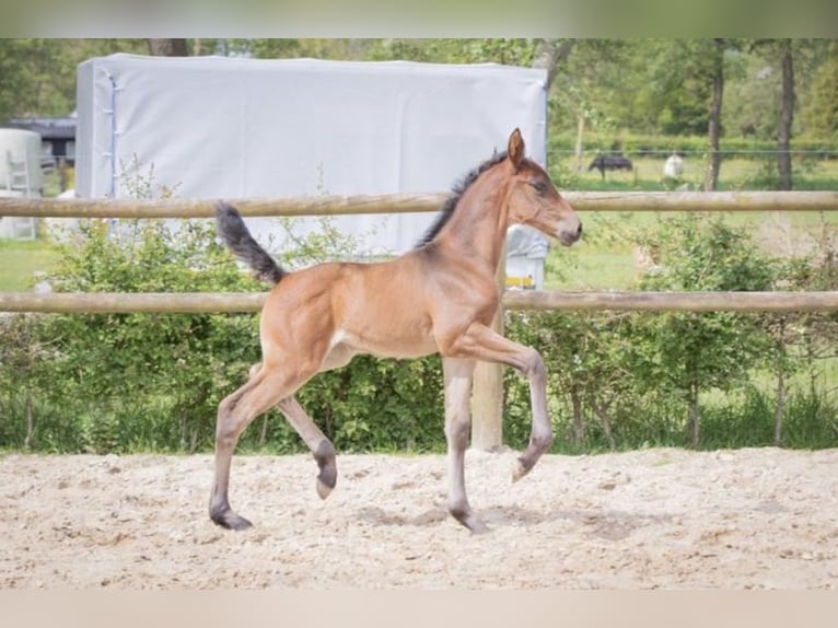 KWPN Mare 1 year 16,2 hh Bay-Dark in Lutjegast