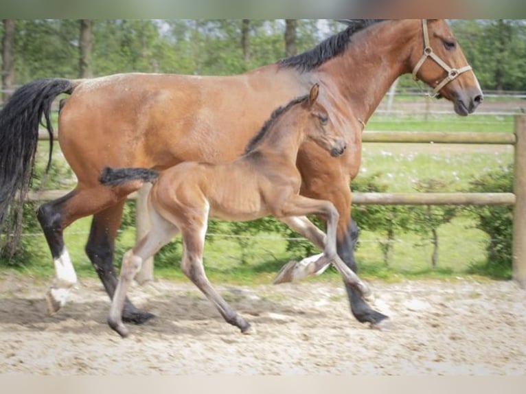 KWPN Mare 1 year 16,2 hh Bay-Dark in Lutjegast