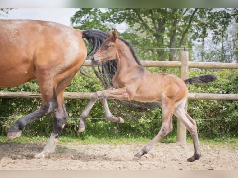 KWPN Mare 1 year 16,2 hh Bay-Dark in Lutjegast