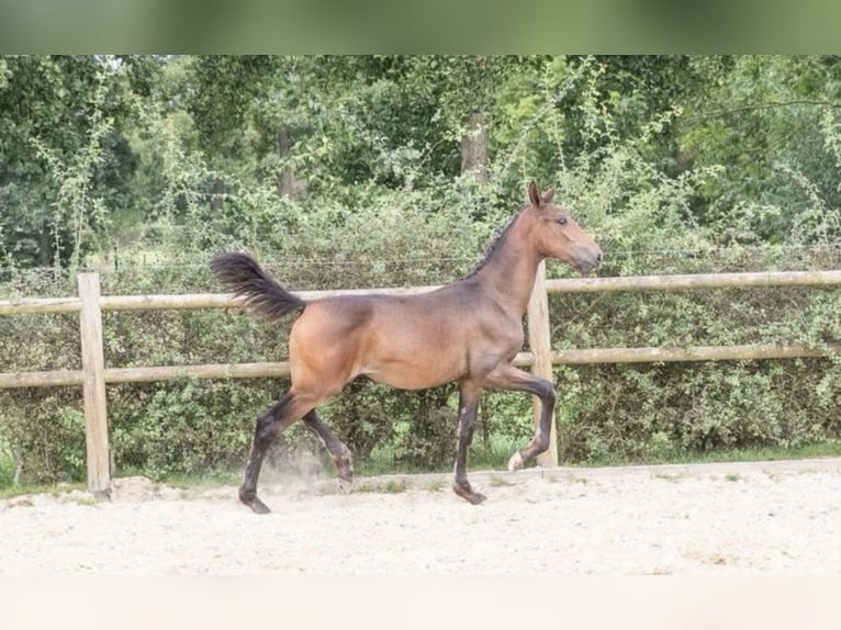 KWPN Mare 1 year 16,2 hh Bay-Dark in Lutjegast