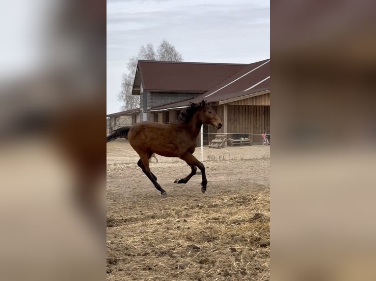 KWPN Mare 1 year 16.2 hh Bay-Dark in Warszawa