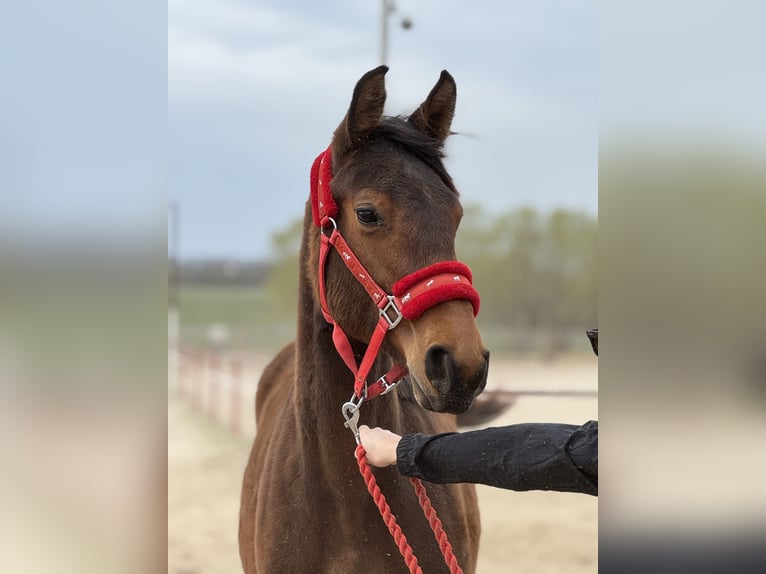 KWPN Mare 1 year 16.2 hh Bay-Dark in Warszawa