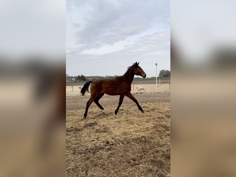 KWPN Mare 1 year 16.2 hh Bay-Dark in Warszawa