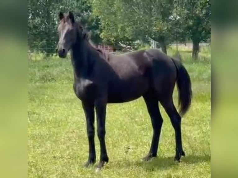 KWPN Mare 1 year 16,2 hh Black in Ruddervoorde