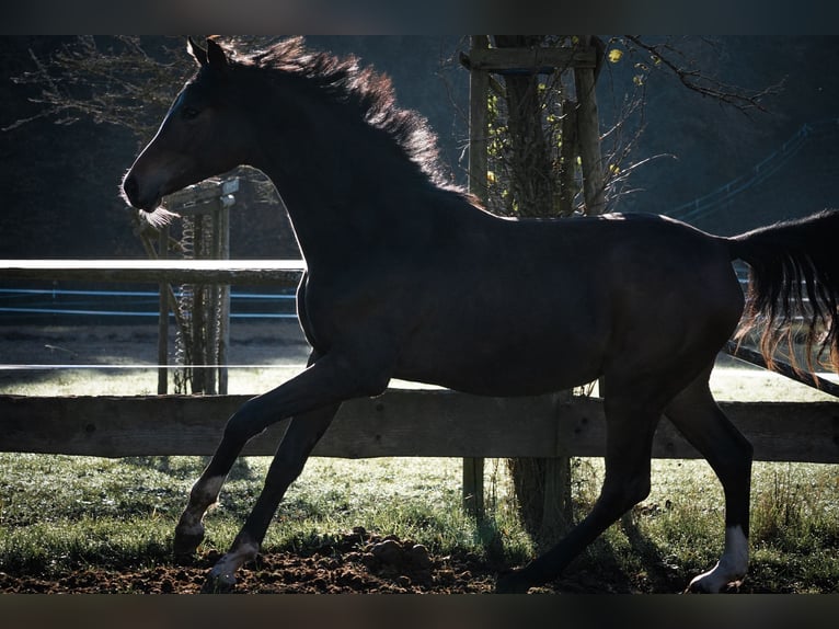 KWPN Mare 1 year 16,2 hh Brown in Nettersheim