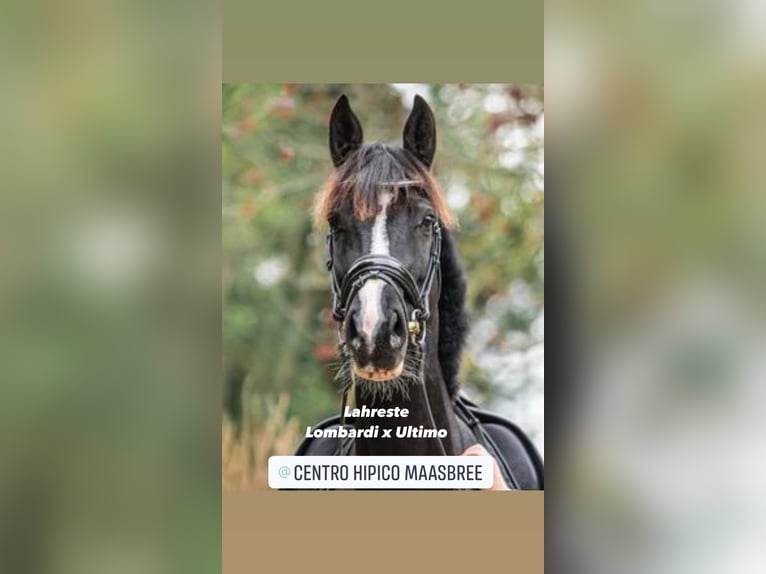 KWPN Mare 1 year 16,2 hh Chestnut in Maasbree