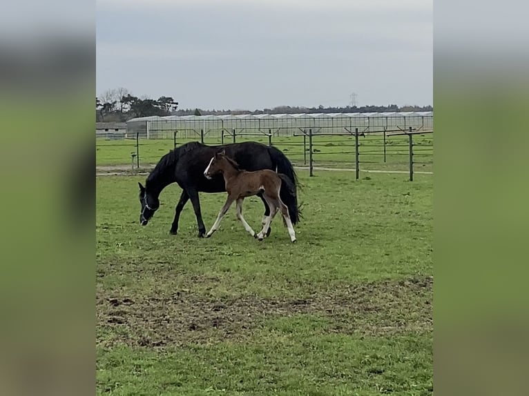 KWPN Mare 1 year 16,2 hh Chestnut in Maasbree