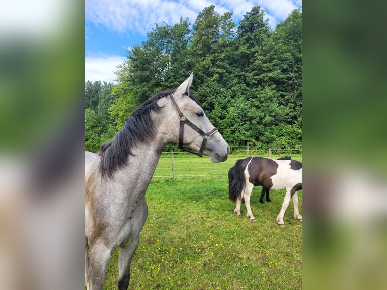 KWPN Mare 1 year 16,2 hh Gray in Swifterbant