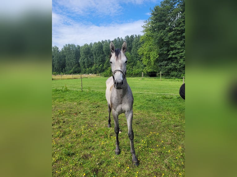 KWPN Mare 1 year 16,2 hh Gray in Swifterbant