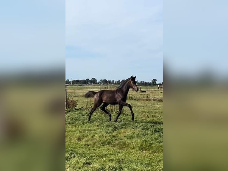 KWPN Mare 1 year 16 hh Bay in Falaise