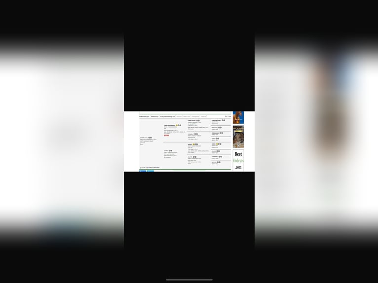 KWPN Mare 1 year 16 hh Black in Vaals