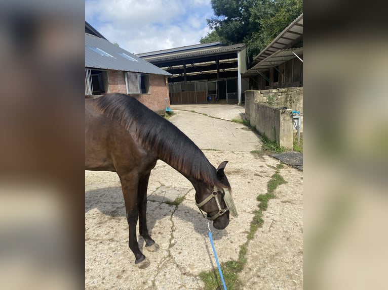 KWPN Mare 1 year 16 hh Black in Vaals