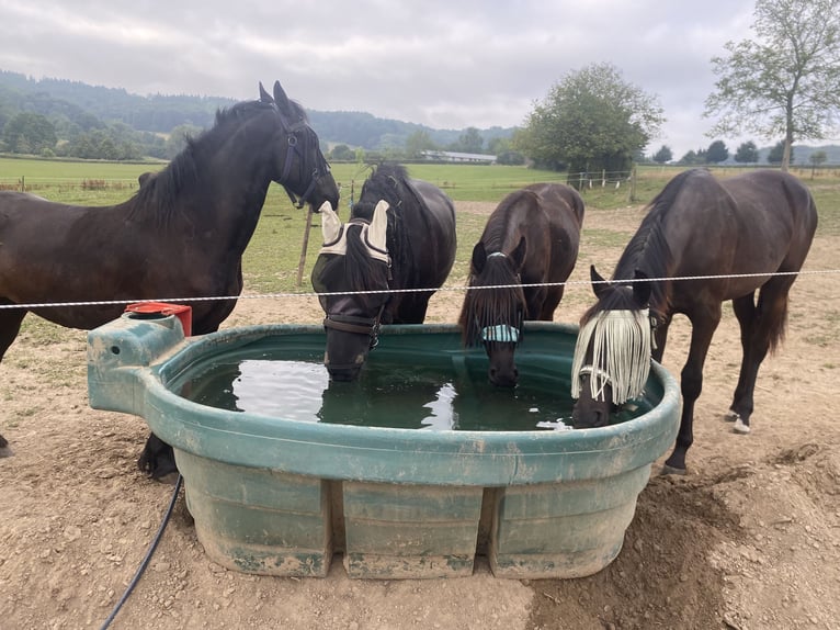 KWPN Mare 1 year 16 hh Black in Vaals