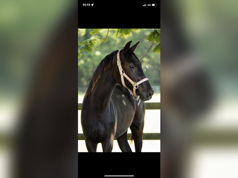 KWPN Mare 1 year 16 hh Black in Vaals