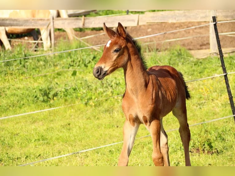 KWPN Mare 1 year 16 hh Brown in Plaschischen