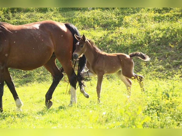 KWPN Mare 1 year 16 hh Brown in Plaschischen