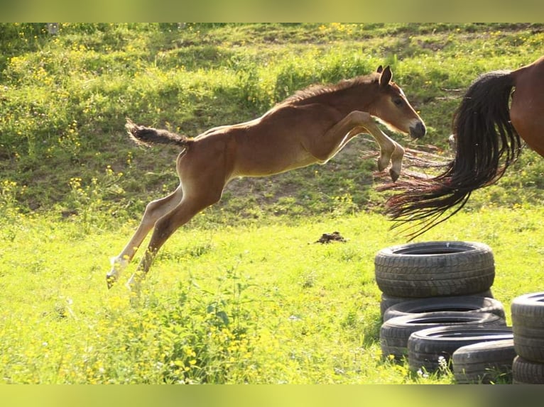 KWPN Mare 1 year 16 hh Brown in Plaschischen