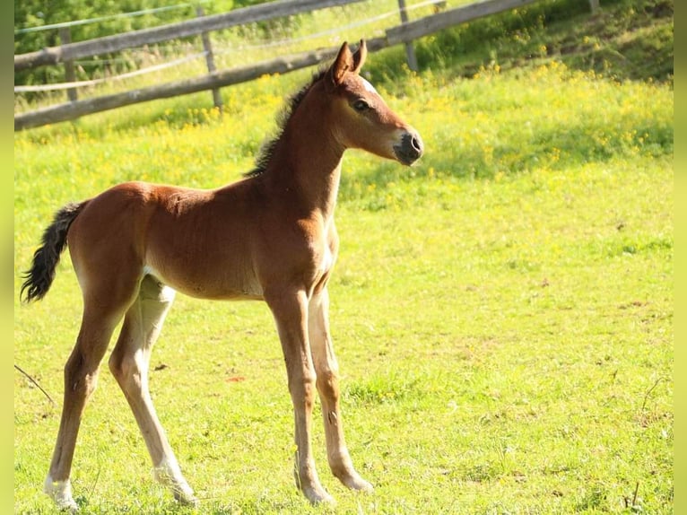 KWPN Mare 1 year 16 hh Brown in Plaschischen