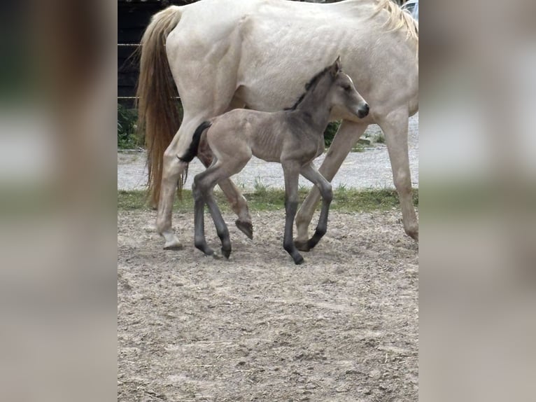 KWPN Mare 1 year 16 hh Buckskin in Ulicoten