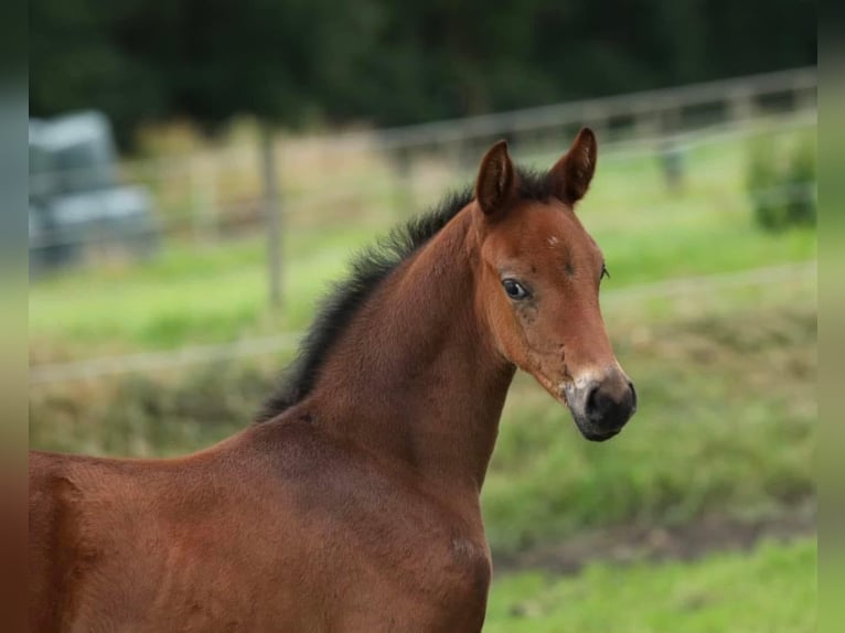 KWPN Mare 1 year 16,1 hh Brown in Aalten