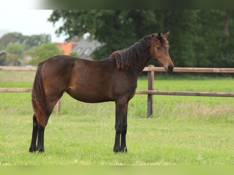 KWPN Mare 1 year 16,1 hh Brown in Aalten