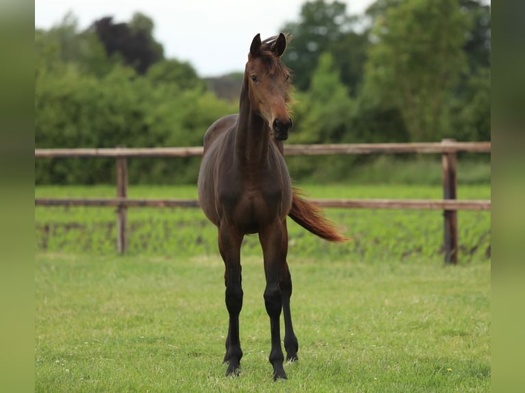 KWPN Mare 1 year 16,1 hh Brown in Aalten