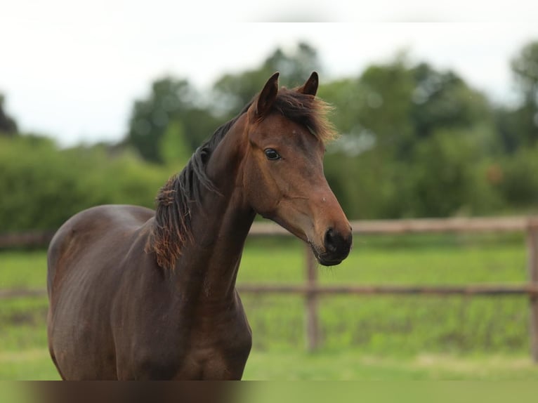 KWPN Mare 1 year 16,1 hh Brown in Aalten