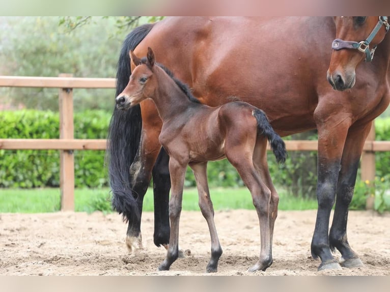 KWPN Mare 1 year 16,1 hh Brown in Aalten