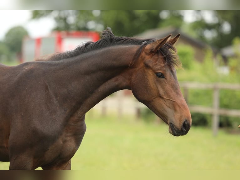KWPN Mare 1 year 16,1 hh Brown in Aalten