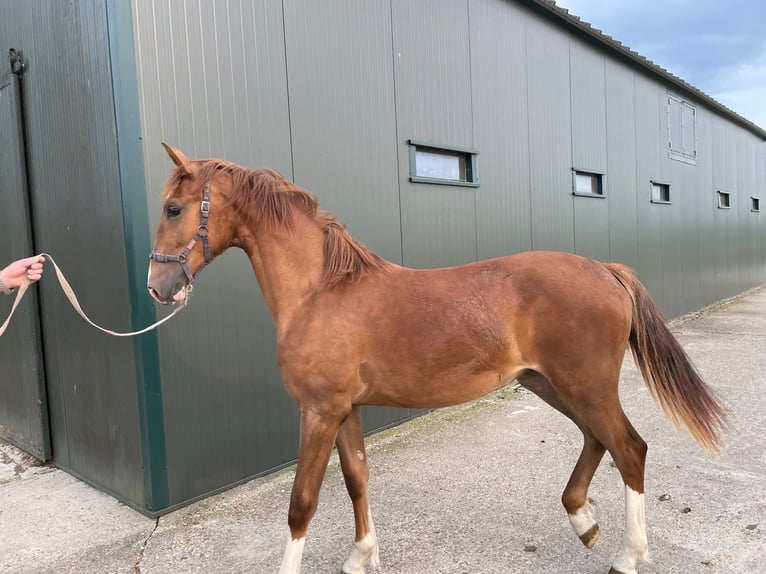 KWPN Mare 1 year 16,1 hh Chestnut-Red in Elsloo